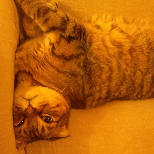 neko5673さんの実例写真