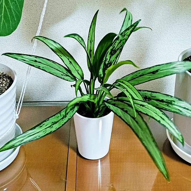 hanachanさんの部屋
