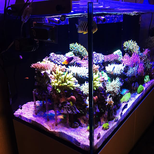 aquarium_seaさんの実例写真