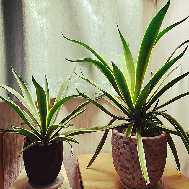 seiseiさんの実例写真