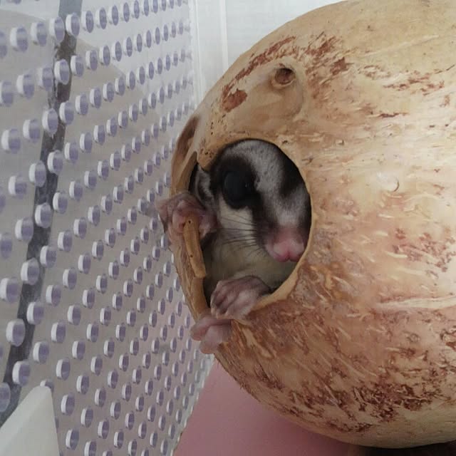 KOHAKUさんの実例写真