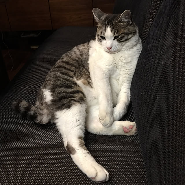 実例写真