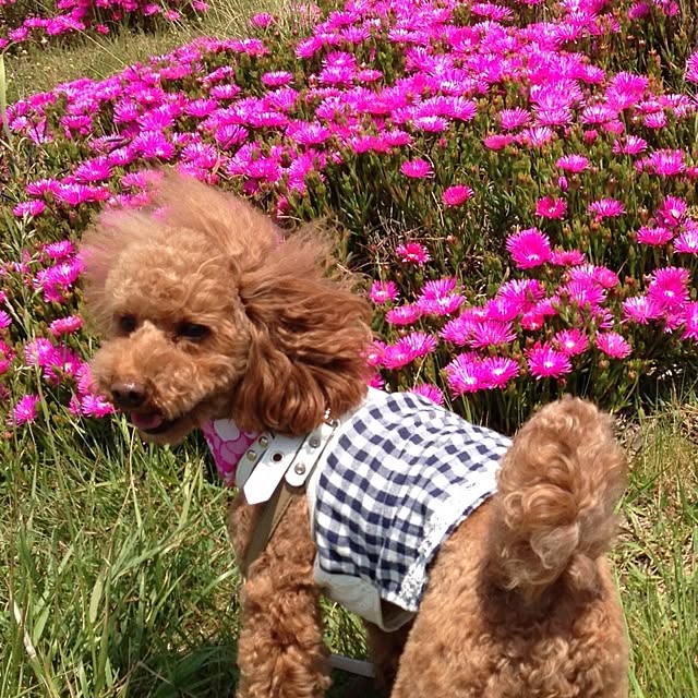 simbaさんの実例写真