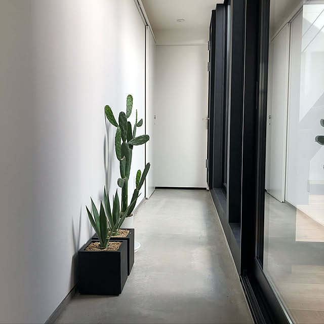 観葉植物/多肉植物/玄関/入り口のインテリア実例 - 2019-05-30 19:02:42