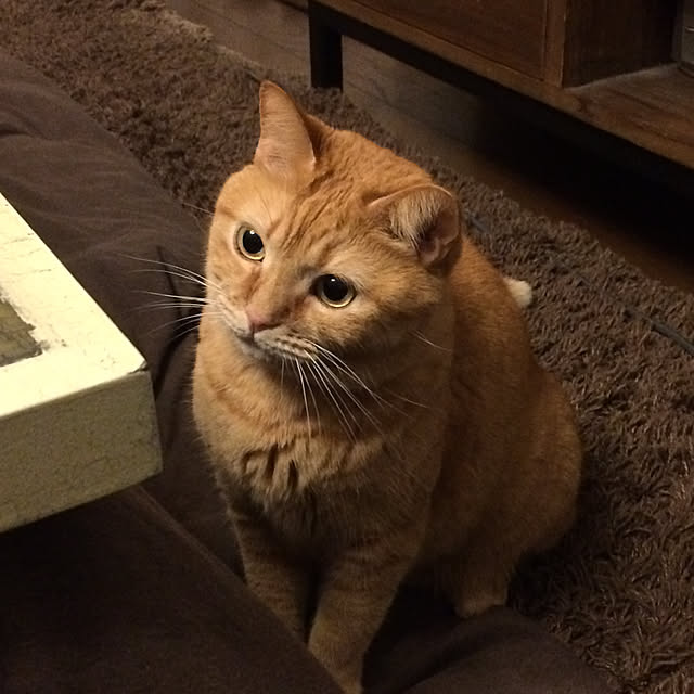 Yuukopeeeさんの実例写真