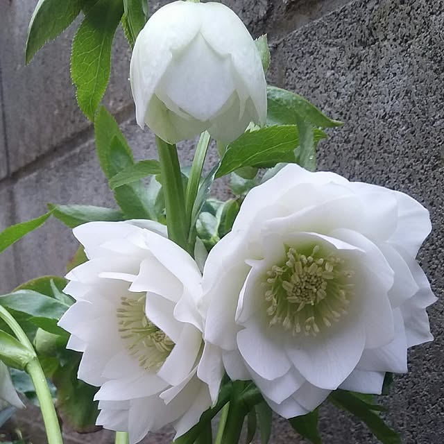 yukkoさんの実例写真