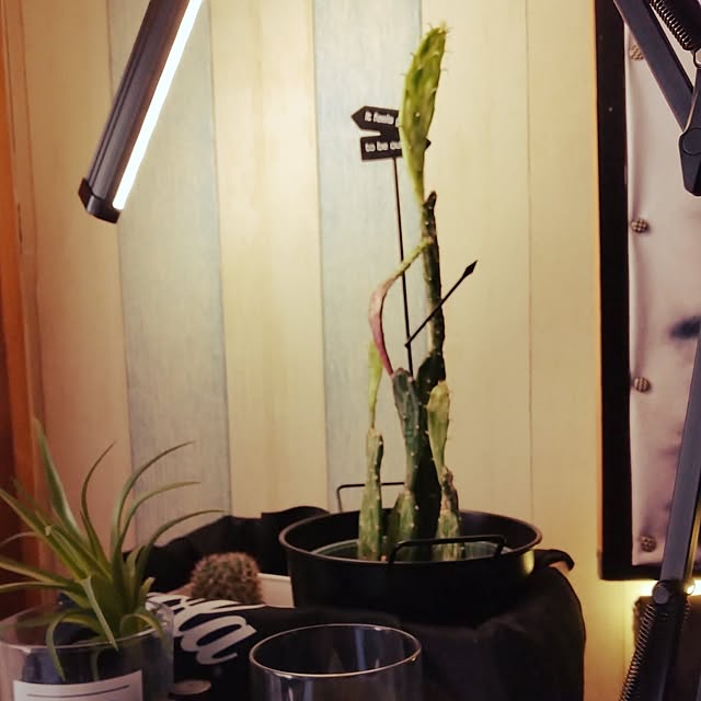 runaさんの部屋