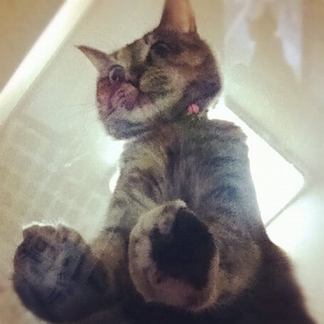 MOCAさんの実例写真