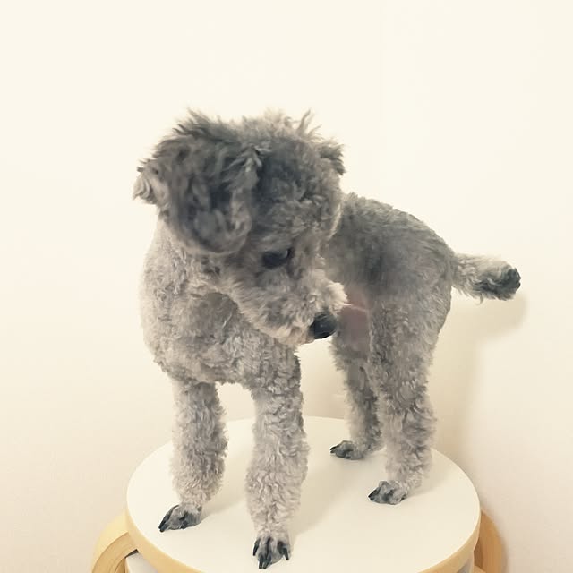 momoさんの実例写真
