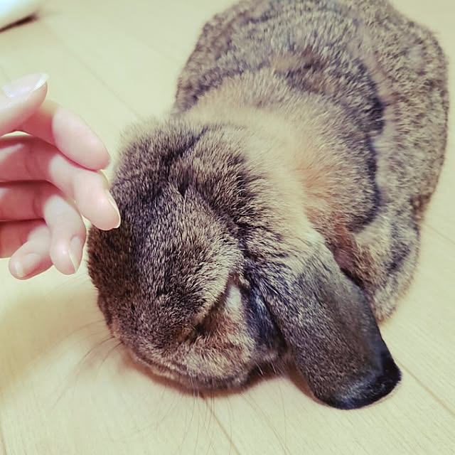 mommmさんの実例写真