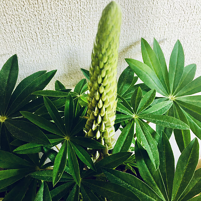 s.p.sunaoさんの実例写真