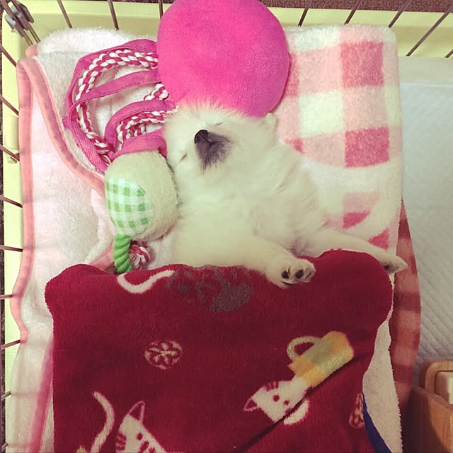 pomekoさんの実例写真