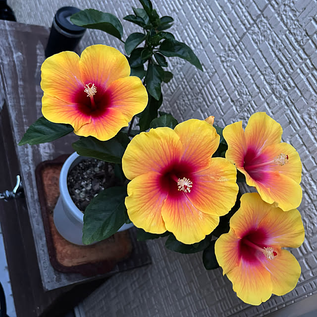 Harukaさんの部屋