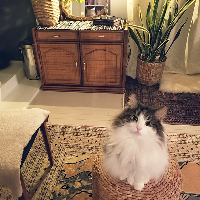 neoさんの実例写真