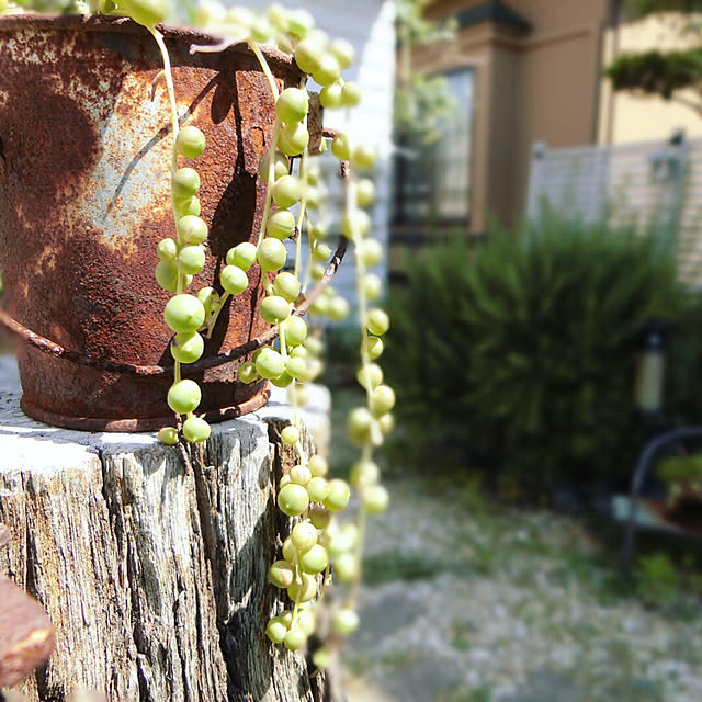 mauveさんの実例写真