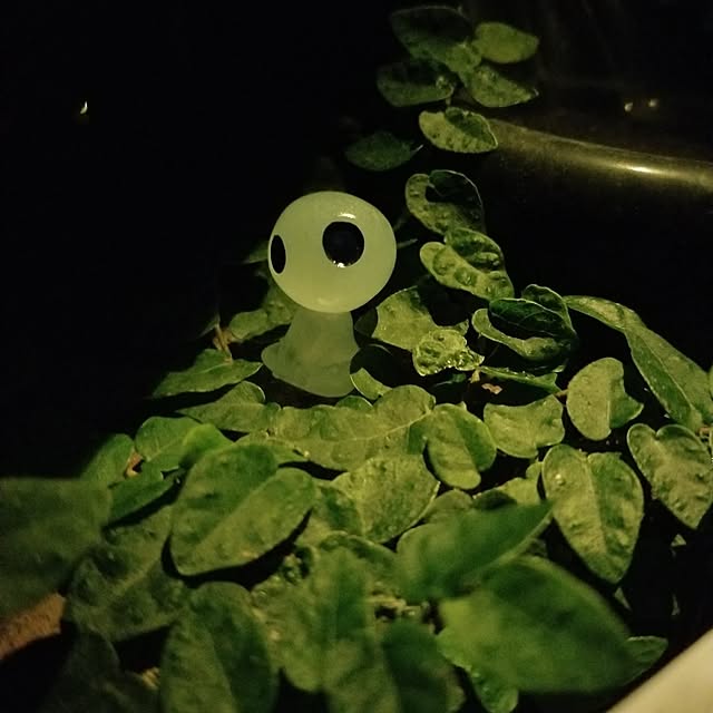 midoriさんの部屋