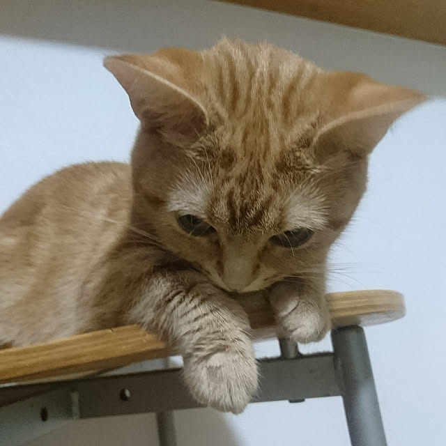 shinobuさんの実例写真