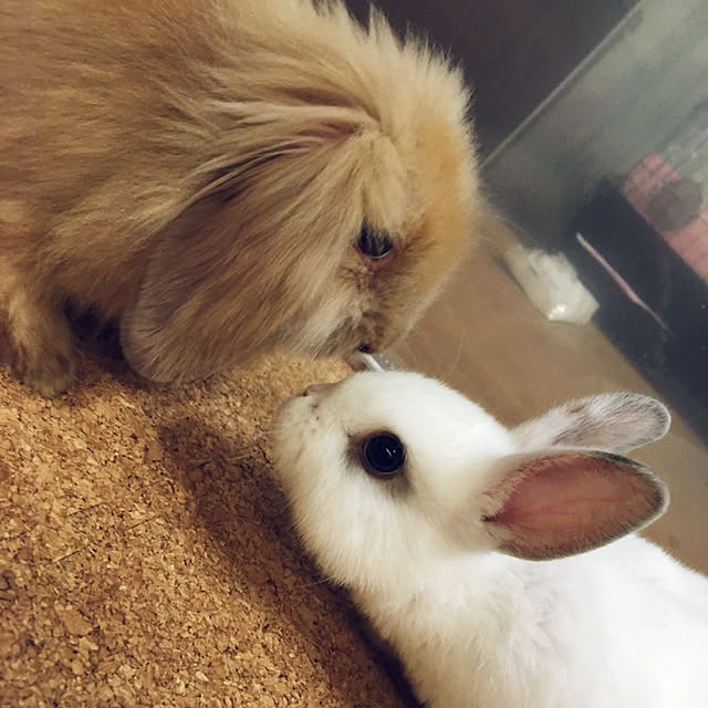 Ayumiさんの実例写真