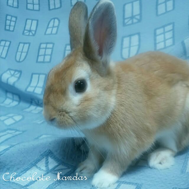 ChocolateNandasさんの実例写真