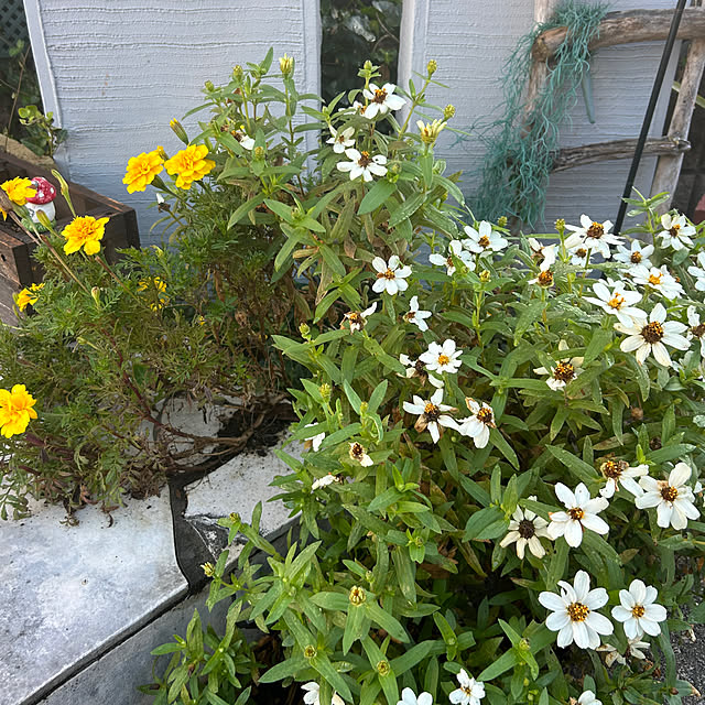 Fumiさんの部屋
