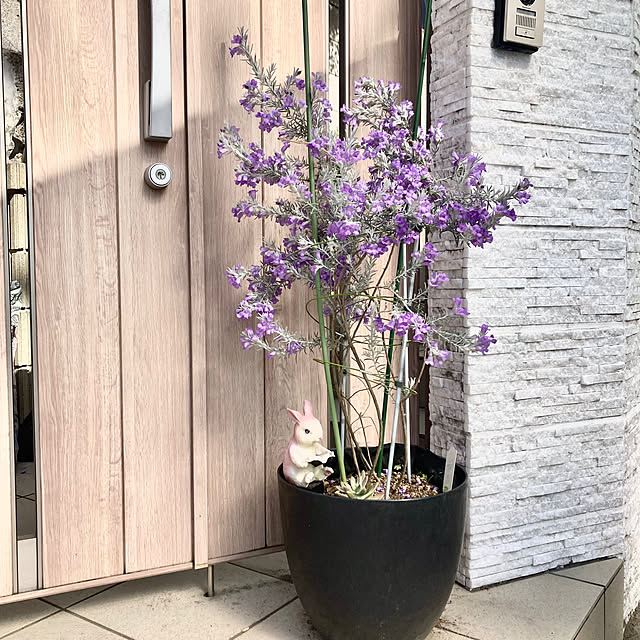 lei_laniさんの部屋