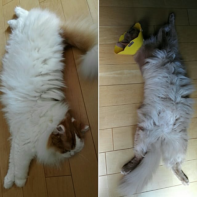 1ldksさんの実例写真