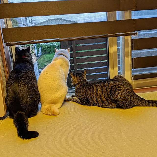 jacky-m-さんの実例写真