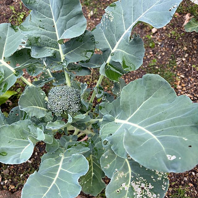 applepieさんの実例写真