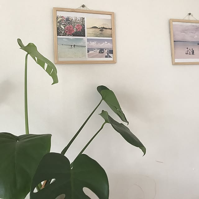 yuccoさんの実例写真