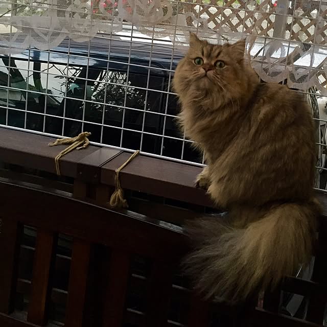 butachanさんの実例写真