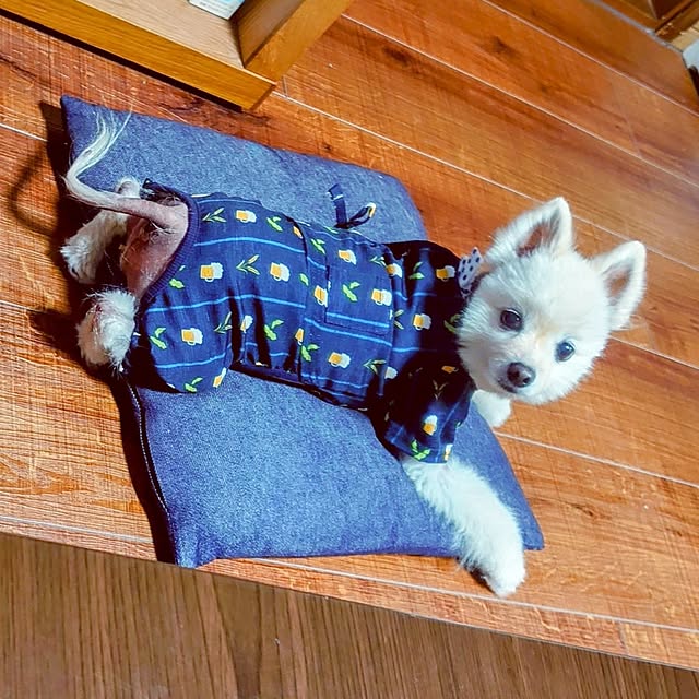 akaidarumaさんの部屋