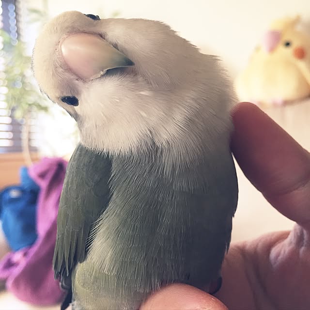 kaotanさんの実例写真