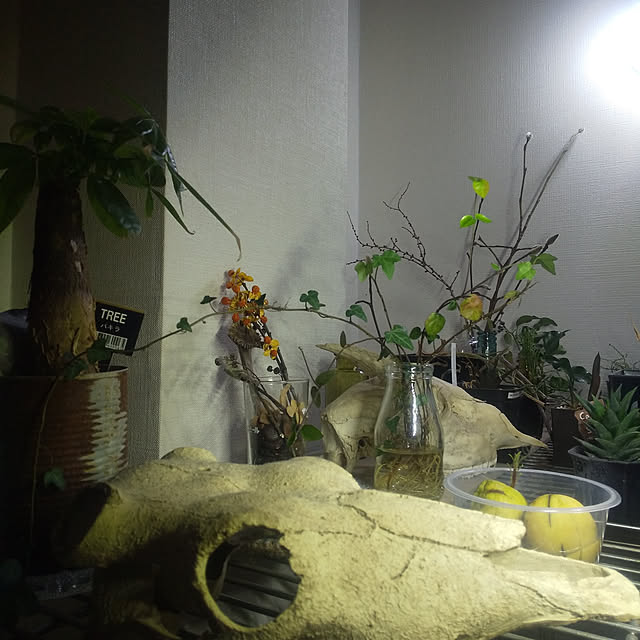 microさんの実例写真