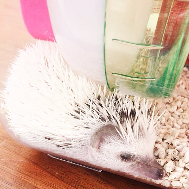 Sarionさんの実例写真