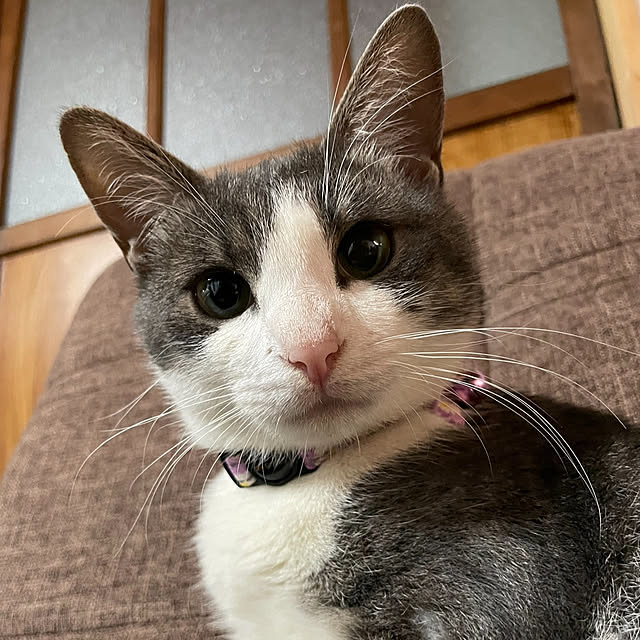 nekosamaさんの実例写真