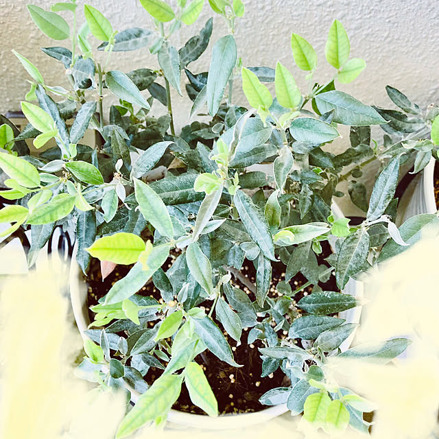 hanachanさんの部屋