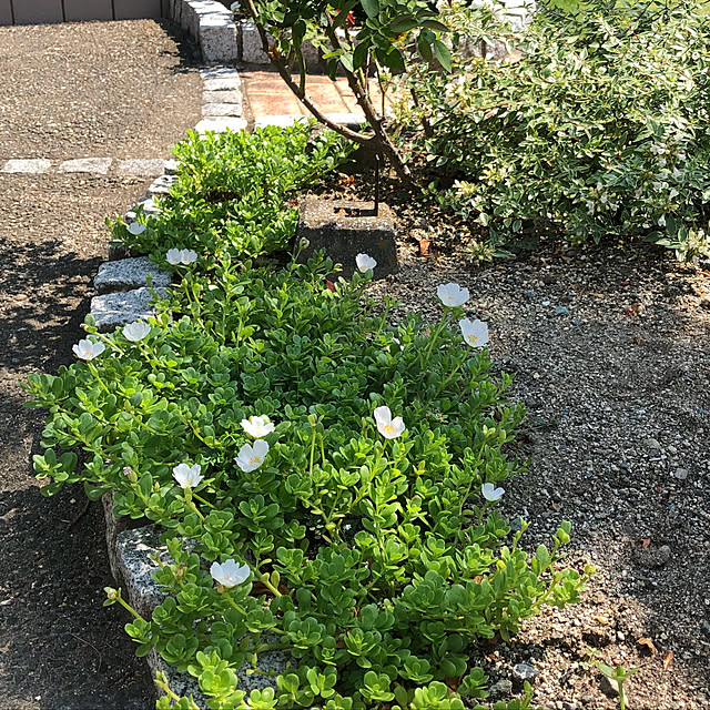 pino1227さんの実例写真