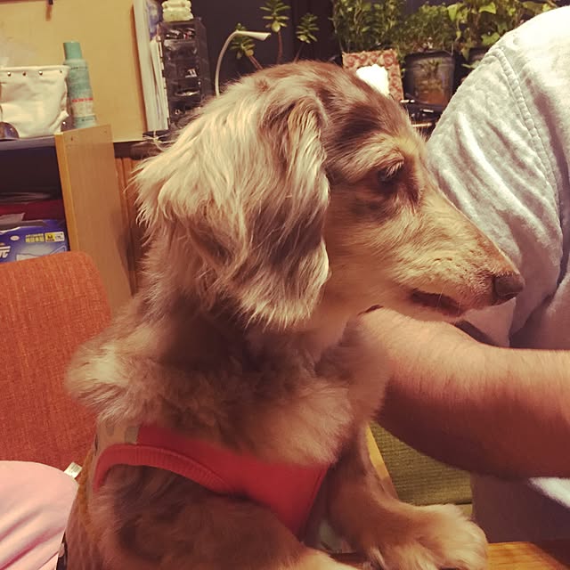 Grace_Houseさんの実例写真