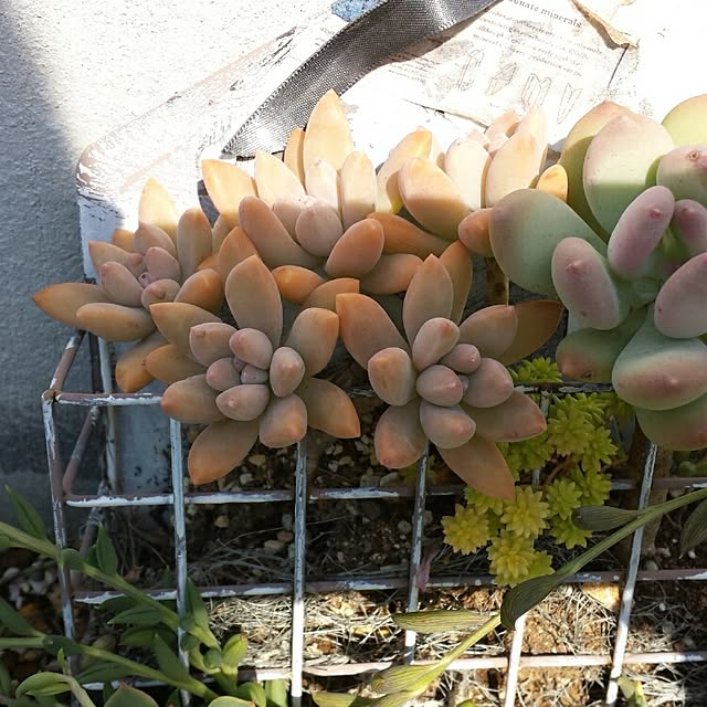 実例写真