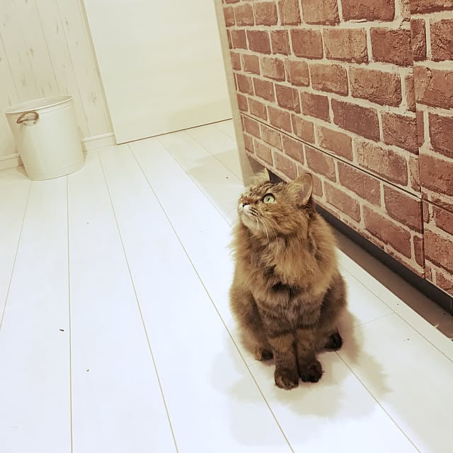 ya---iさんの実例写真
