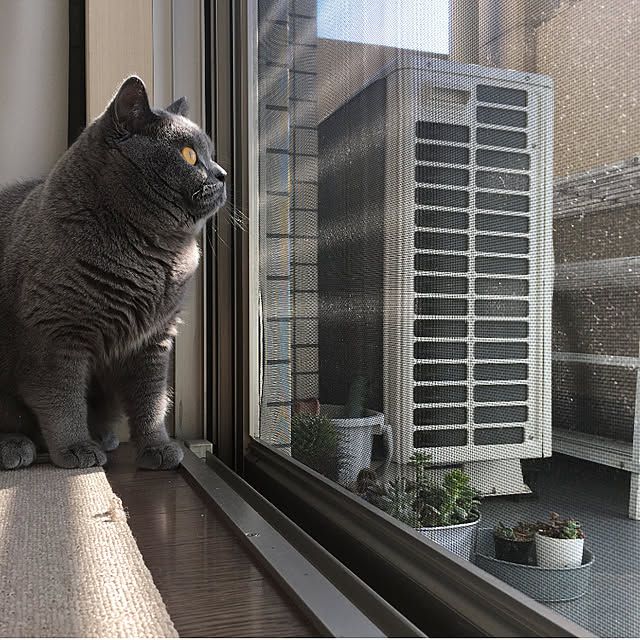 kittyさんの実例写真