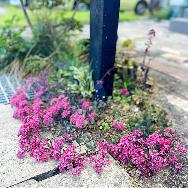 お庭のある暮らし/アプローチDIY/門柱花壇/門柱/花壇 手作り...などのインテリア実例 - 2022-09-09 02:01:34