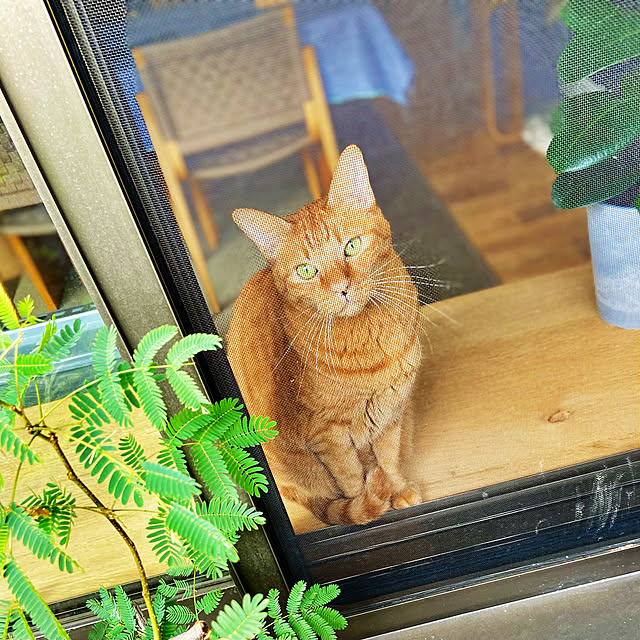 pooさんの実例写真