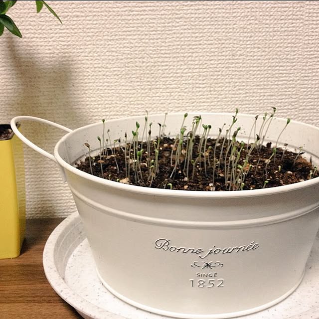 9198_eさんの実例写真