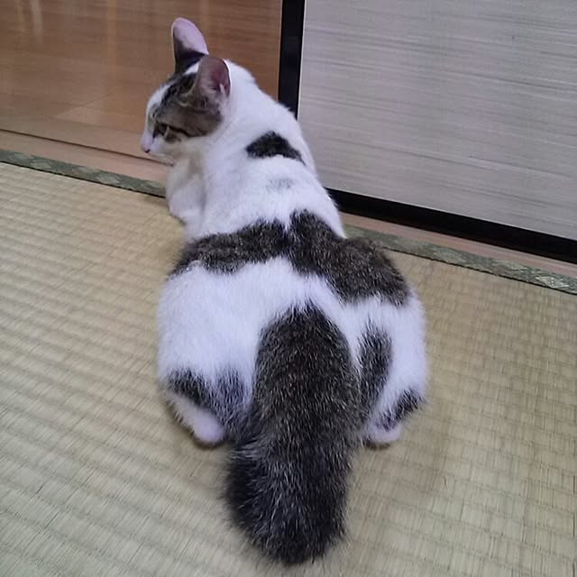 kamekoさんの実例写真