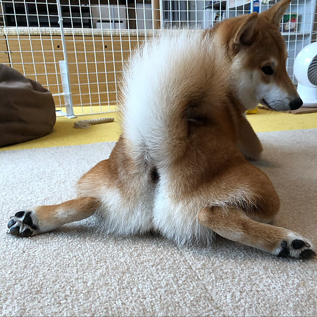 ryu-pinoさんの実例写真