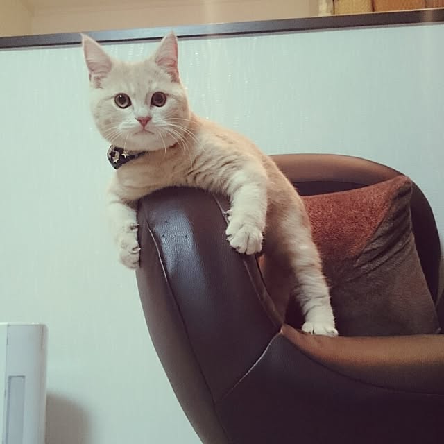 yukiさんの実例写真