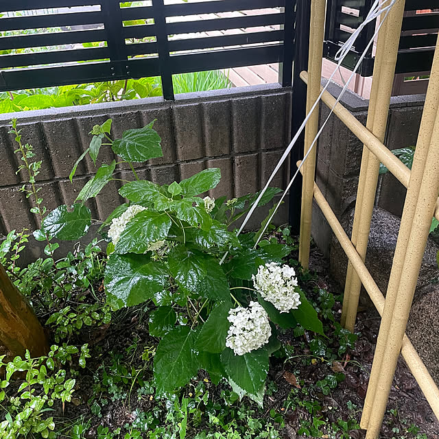 kuikoさんの部屋