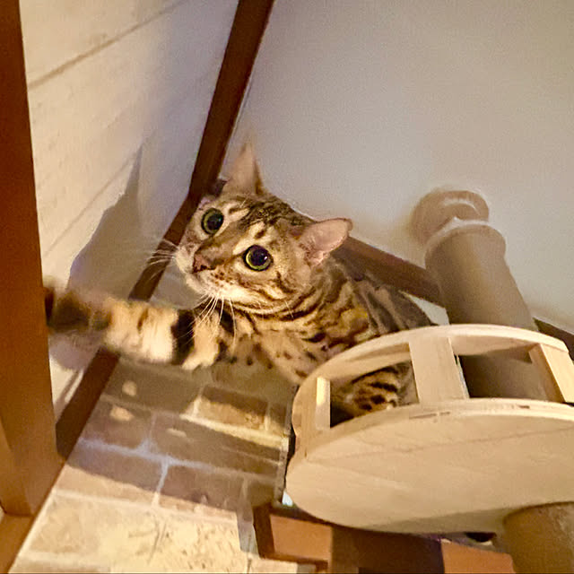 tututu0204さんの実例写真