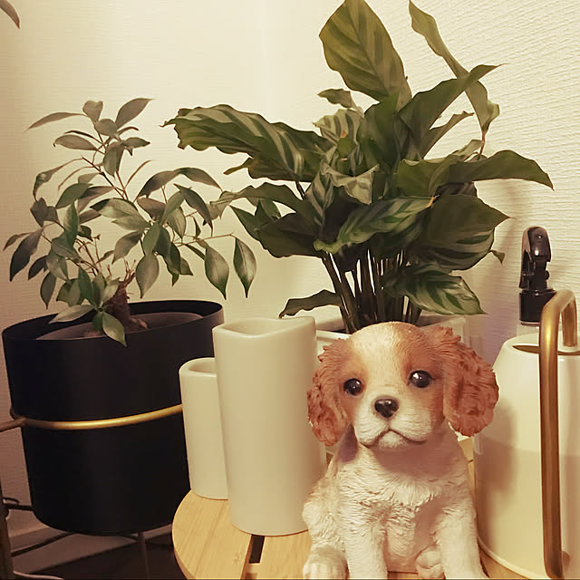 観葉植物のある暮らし/IKEA/棚のインテリア実例 - 2021-08-22 19:34:31